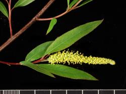 Salix nigra. Coetaneous leaves and catkins.
 Image: D. Glenny © Landcare Research 2020 CC BY 4.0